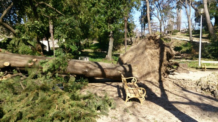 Orkanska bura iz korijena iščupala više od 120 godina stare čemprese