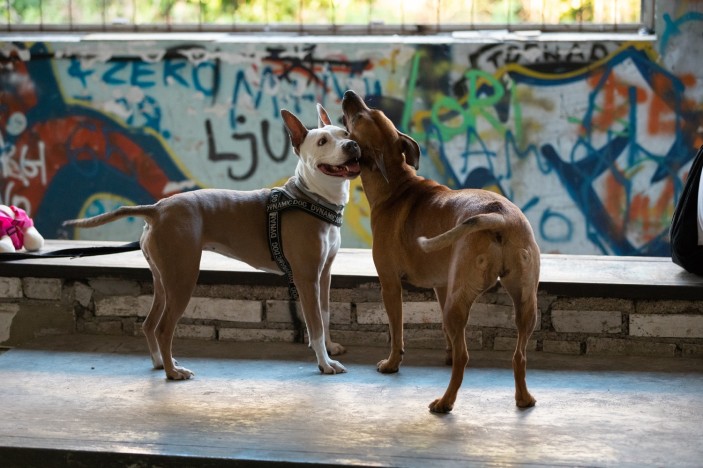 Zadar ove godine bez vatrometa